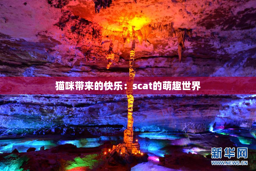 猫咪带来的快乐：scat的萌趣世界