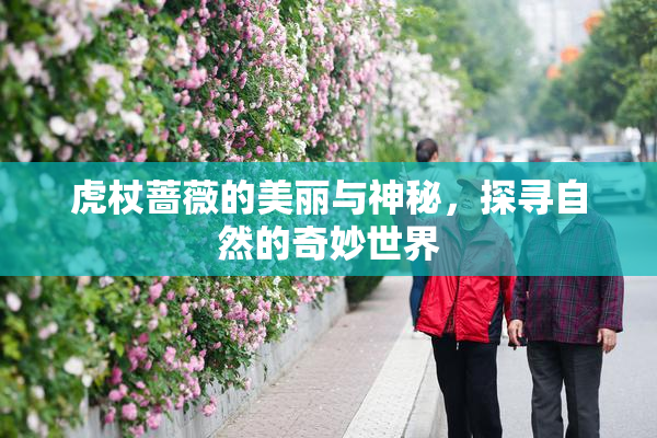 虎杖蔷薇的美丽与神秘，探寻自然的奇妙世界