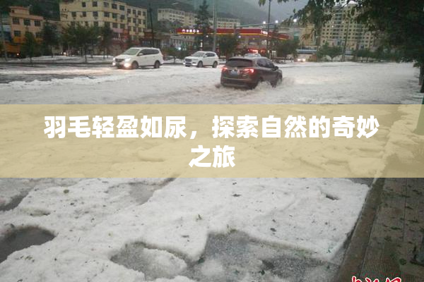 羽毛轻盈如尿，探索自然的奇妙之旅