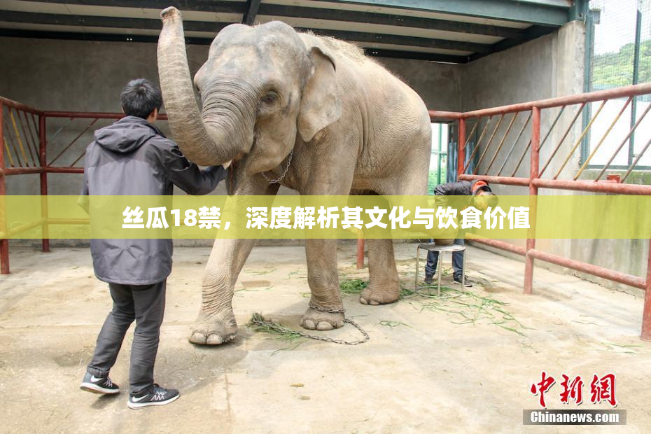 丝瓜18禁，深度解析其文化与饮食价值