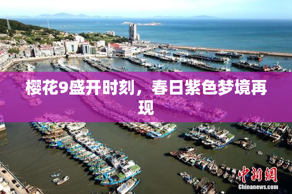 樱花9盛开时刻，春日紫色梦境再现