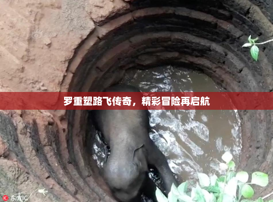 罗重塑路飞传奇，精彩冒险再启航