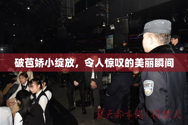 破苞娇小绽放，令人惊叹的美丽瞬间