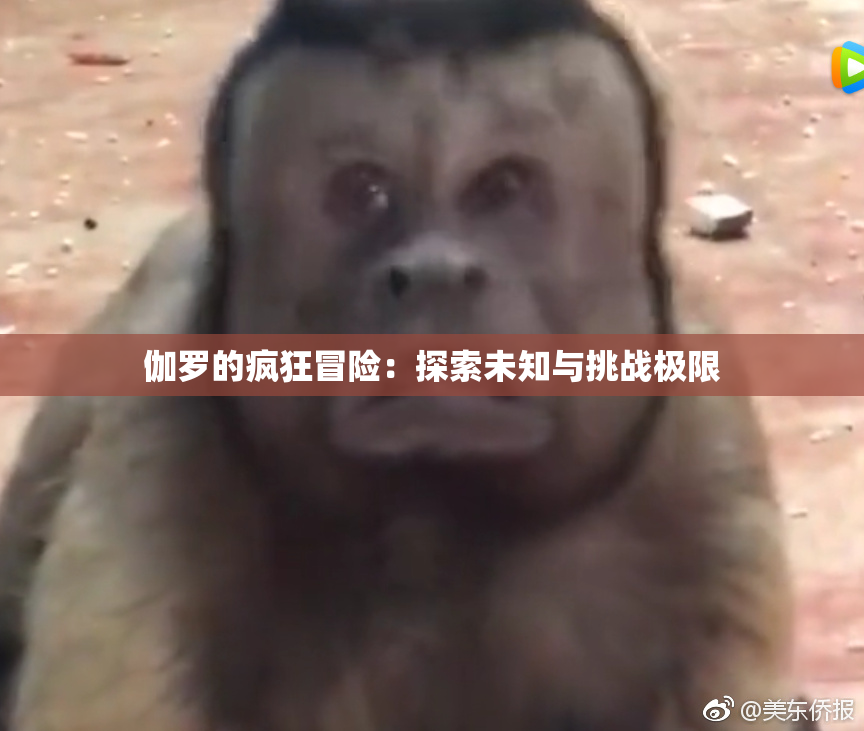 伽罗的疯狂冒险：探索未知与挑战极限
