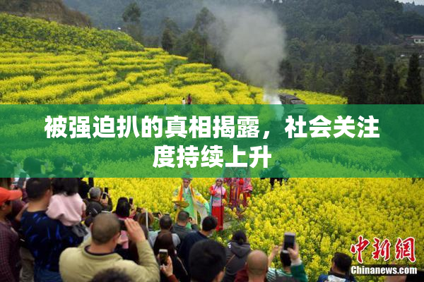 被强迫扒的真相揭露，社会关注度持续上升