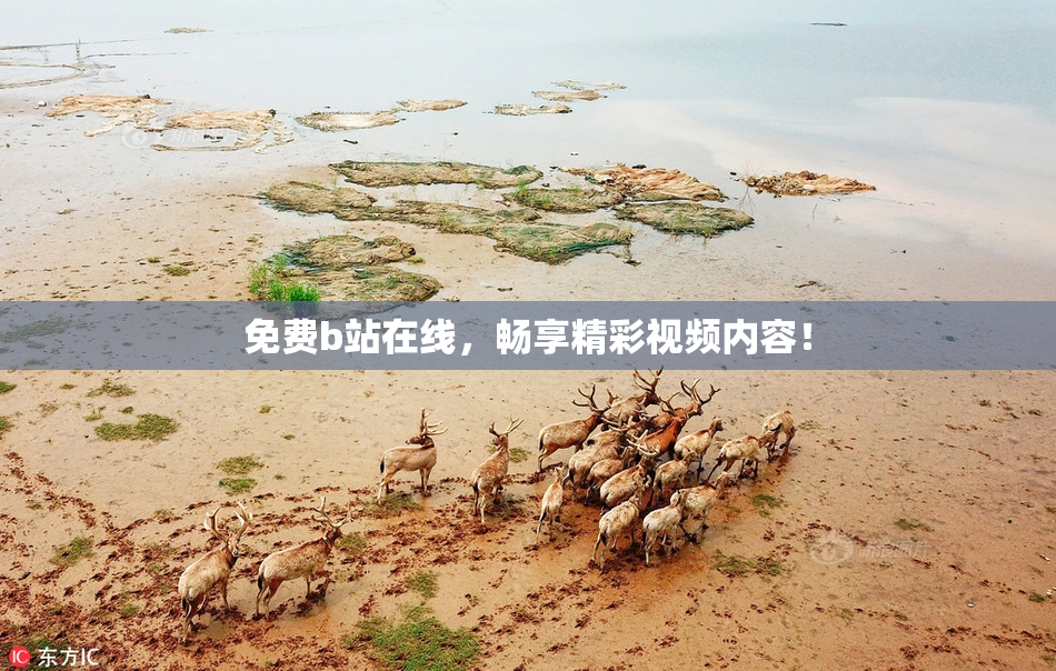 免费b站在线，畅享精彩视频内容！