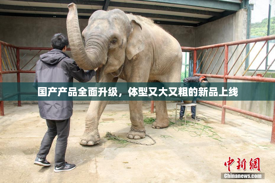 国产产品全面升级，体型又大又粗的新品上线