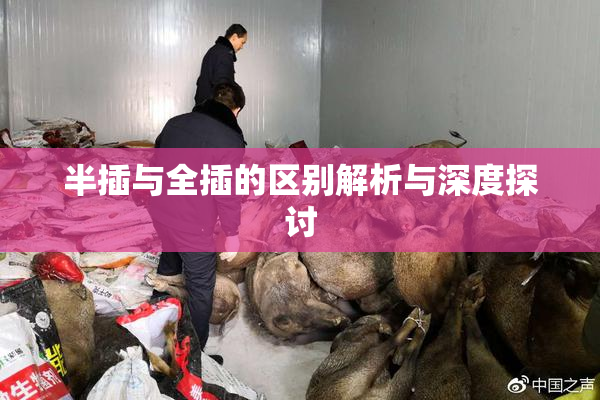 半插与全插的区别解析与深度探讨