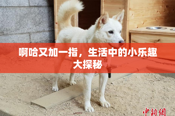 啊哈又加一指，生活中的小乐趣大探秘