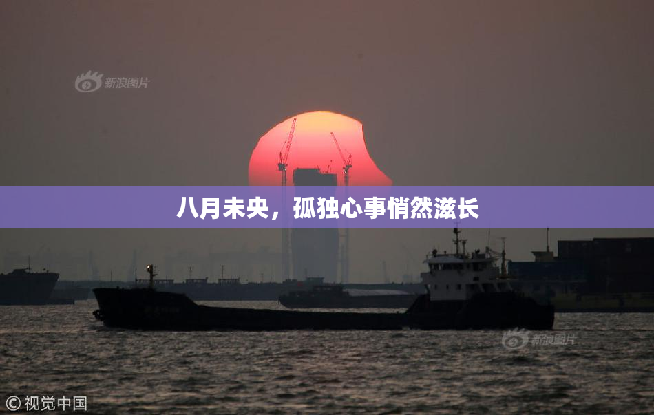 八月未央，孤独心事悄然滋长
