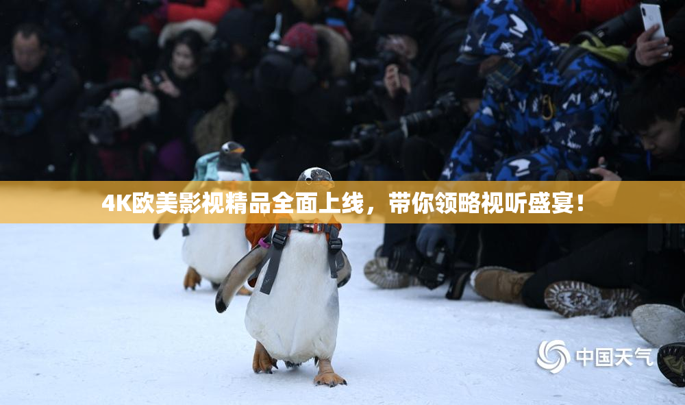 4K欧美影视精品全面上线，带你领略视听盛宴！