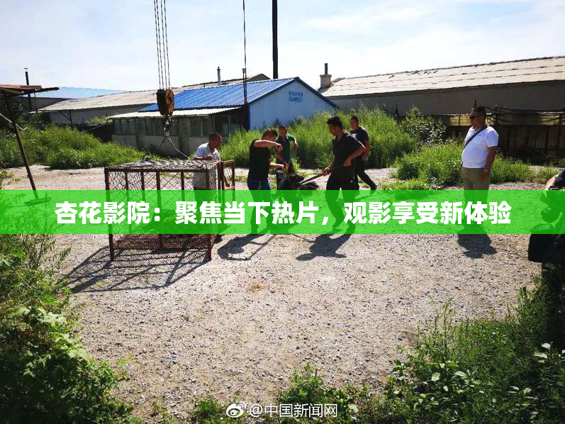 杏花影院：聚焦当下热片，观影享受新体验