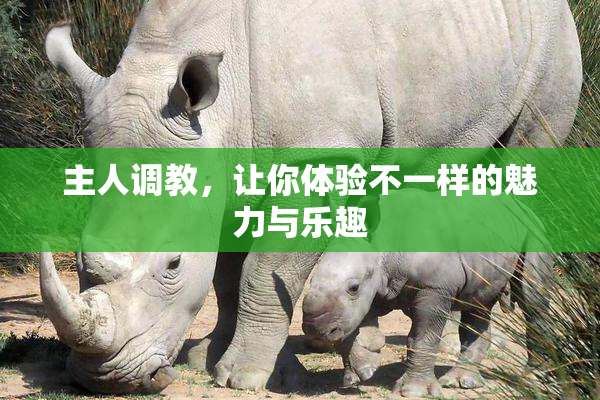 主人调教，让你体验不一样的魅力与乐趣