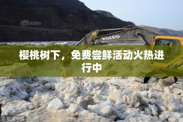 樱桃树下，免费尝鲜活动火热进行中