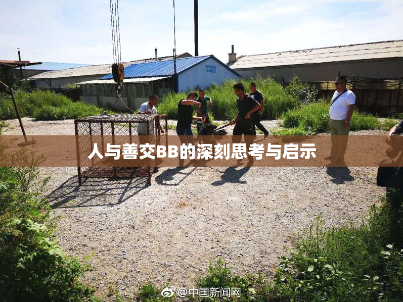 人与善交BB的深刻思考与启示