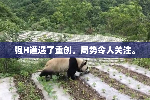强H遭遇了重创，局势令人关注。