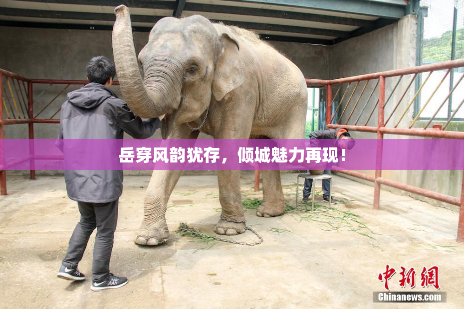 岳穿风韵犹存，倾城魅力再现！