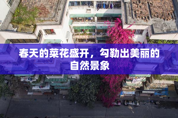 春天的菜花盛开，勾勒出美丽的自然景象