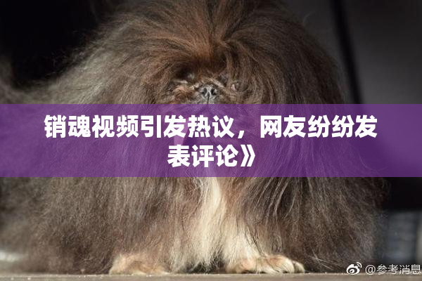 销魂视频引发热议，网友纷纷发表评论》