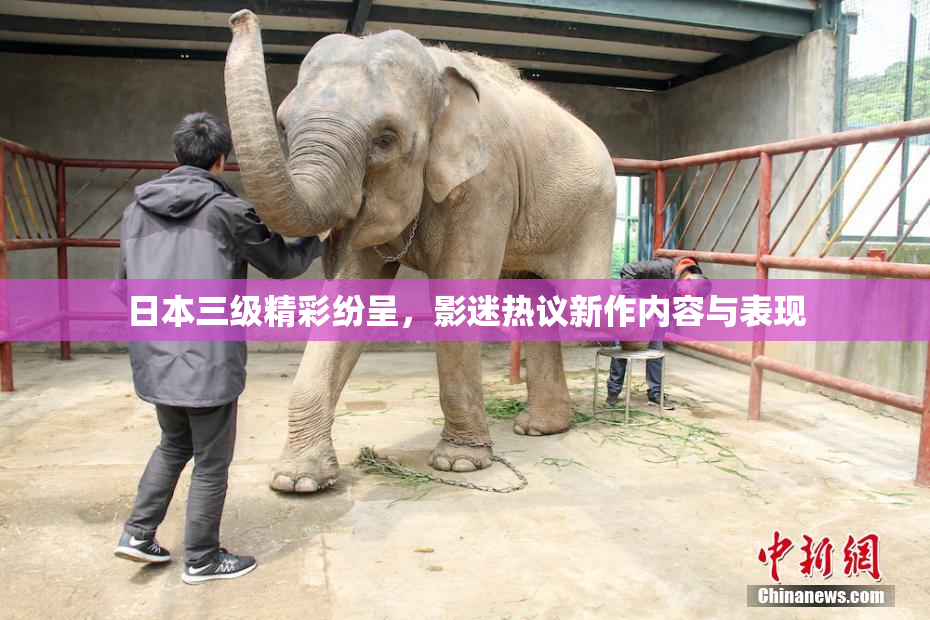 日本三级精彩纷呈，影迷热议新作内容与表现