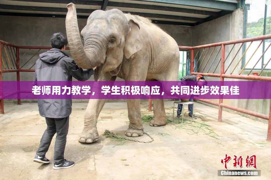 老师用力教学，学生积极响应，共同进步效果佳