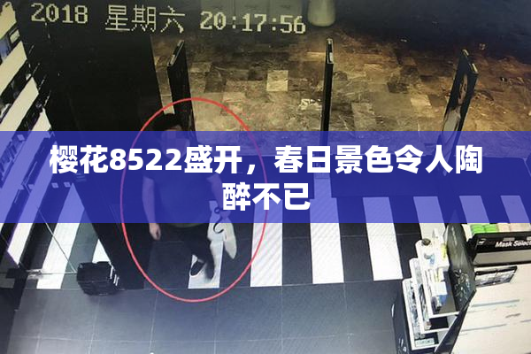 樱花8522盛开，春日景色令人陶醉不已