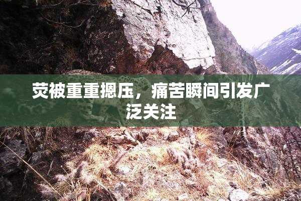 荧被重重摁压，痛苦瞬间引发广泛关注