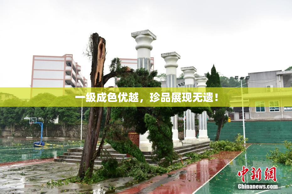一级成色优越，珍品展现无遗！