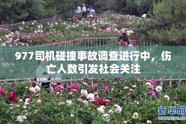 977司机碰撞事故调查进行中，伤亡人数引发社会关注