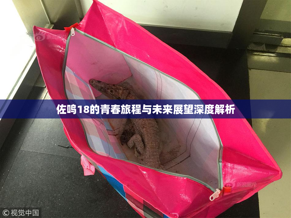 佐鸣18的青春旅程与未来展望深度解析