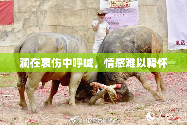 澜在哀伤中呼喊，情感难以释怀