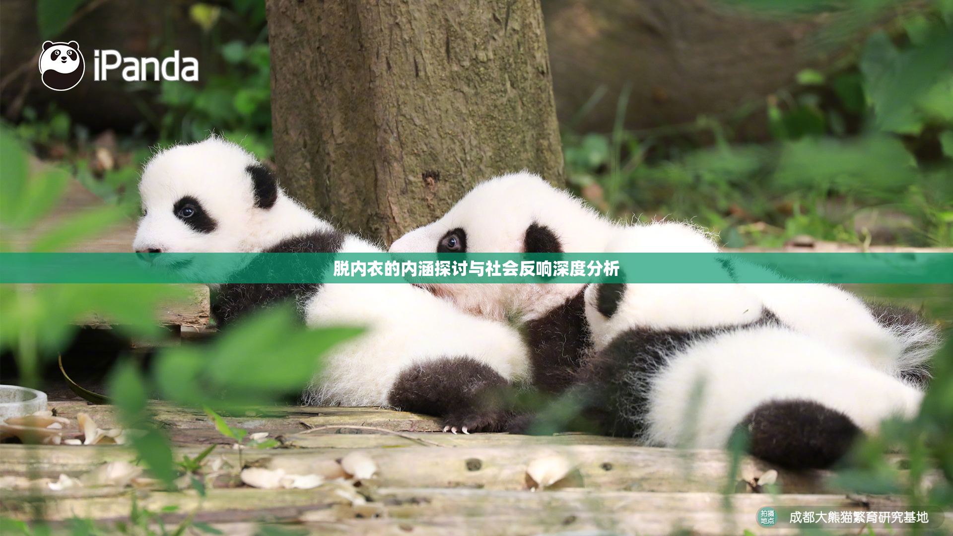 脱内衣的内涵探讨与社会反响深度分析