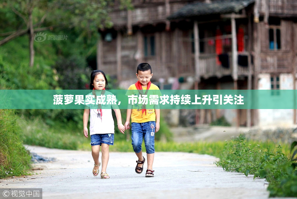 菠萝果实成熟，市场需求持续上升引关注