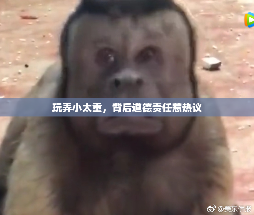 玩弄小太重，背后道德责任惹热议