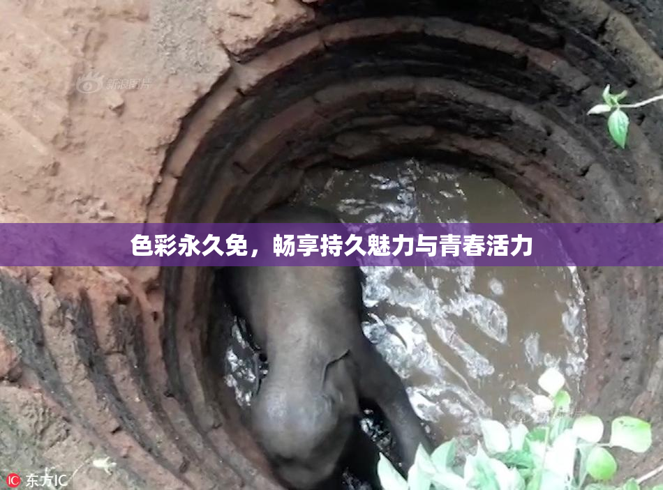 色彩永久免，畅享持久魅力与青春活力