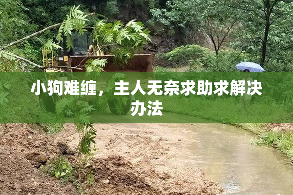小狗难缠，主人无奈求助求解决办法