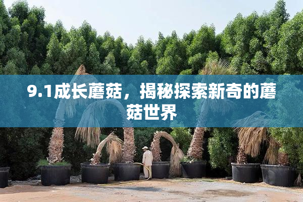 9.1成长蘑菇，揭秘探索新奇的蘑菇世界