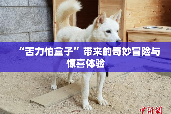 “苦力怕盒子”带来的奇妙冒险与惊喜体验
