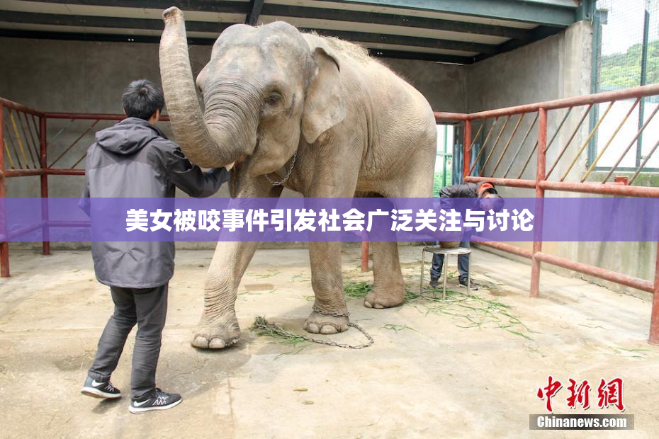 美女被咬事件引发社会广泛关注与讨论