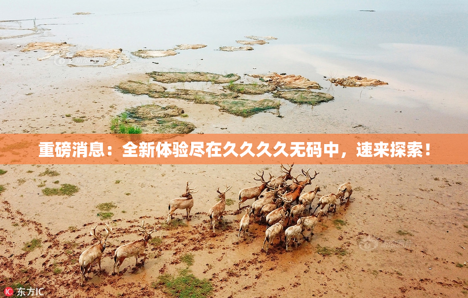 重磅消息：全新体验尽在久久久久无码中，速来探索！
