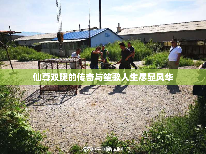 仙尊双腿的传奇与笙歌人生尽显风华