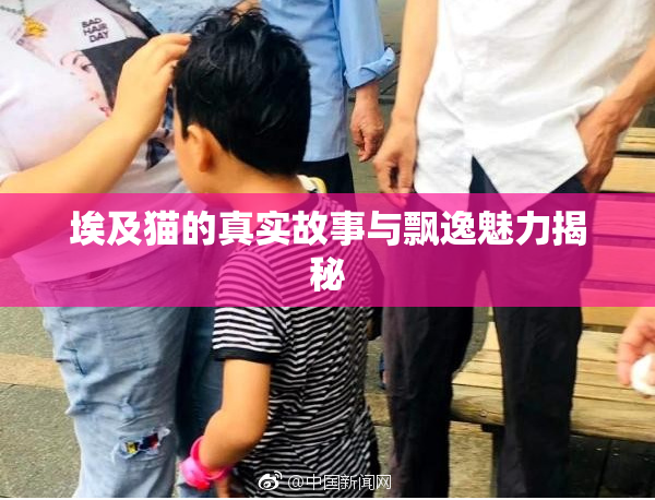 埃及猫的真实故事与飘逸魅力揭秘