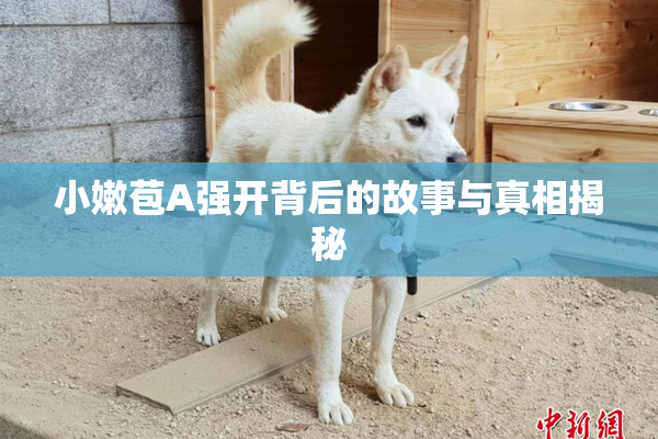 小嫩苞A强开背后的故事与真相揭秘