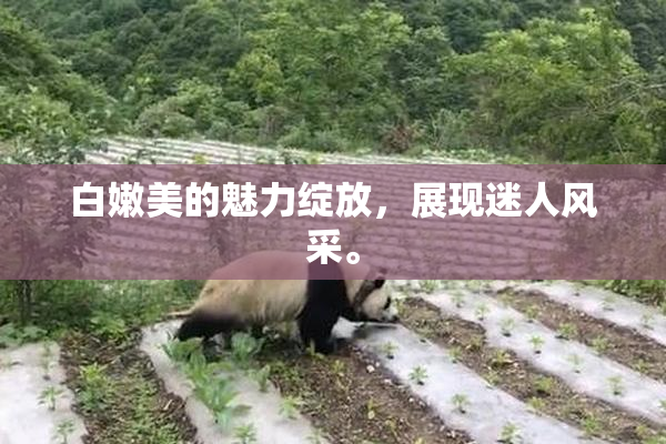 白嫩美的魅力绽放，展现迷人风采。