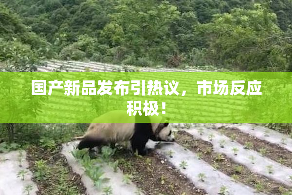 国产新品发布引热议，市场反应积极！