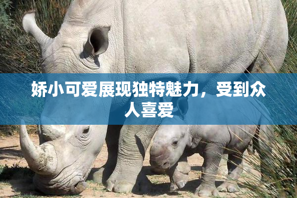娇小可爱展现独特魅力，受到众人喜爱