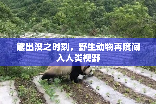 熊出没之时刻，野生动物再度闯入人类视野