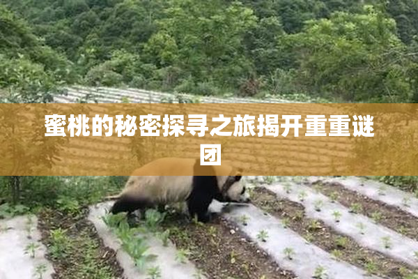 蜜桃的秘密探寻之旅揭开重重谜团