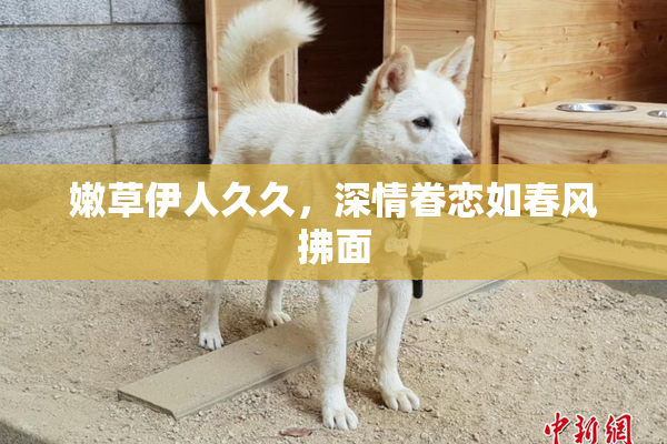 嫩草伊人久久，深情眷恋如春风拂面
