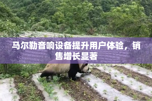 马尔勒音响设备提升用户体验，销售增长显著